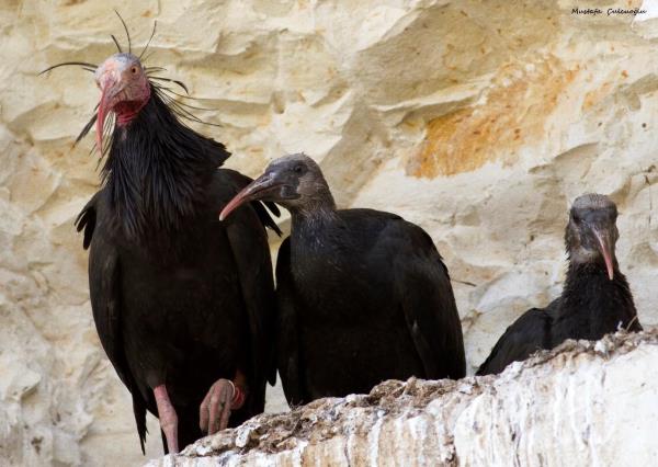 Number of endangered bald ibis increases